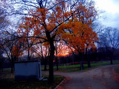 nurturing november sunset loves leafy pals :):):)