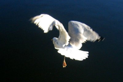 cherished wingzzz o'aaahhhsome autumn magic :):):)