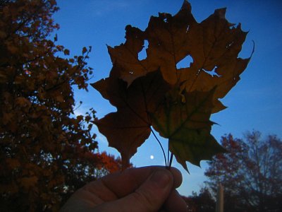forever autumn leafy sky dreamerzzz :):):)