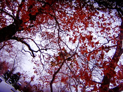 flying sugared leafy palzzz share heartsongzzz o'culture :):):)