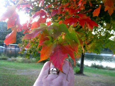 maple lake leafy pals GIFT me cherished TREASURE!!!! :):):):)   