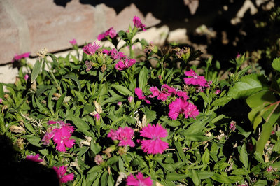 DSC_3124V2R800.jpg