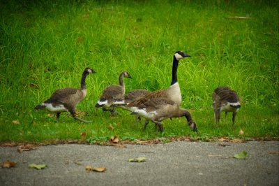 DSC_4099R800.jpg