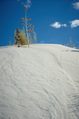 DSC_4163R800.jpg