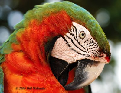 Green Wing McCaw 02.jpg