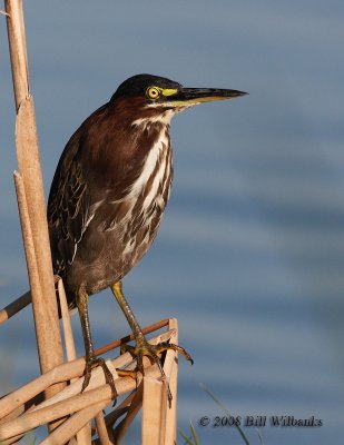 Green Heron at Viera 02 500.jpg