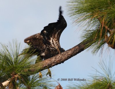 Eagle Flight Takeoff.jpg