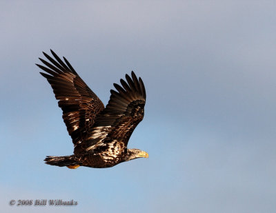 Eagle Flight 01.jpg