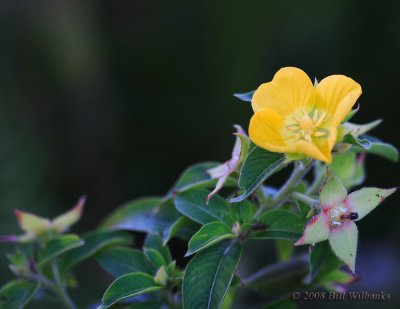 Yellow flower.jpg