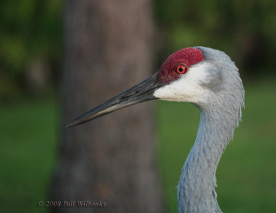 Sandhill Crane .jpg