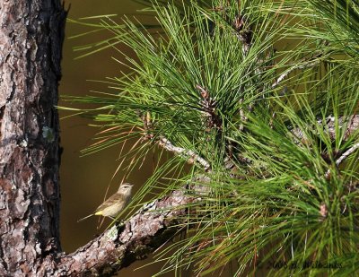 Test with 1DMK2 01Crop.jpg