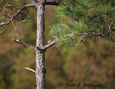 Test with 1DMK2 02Crop.jpg