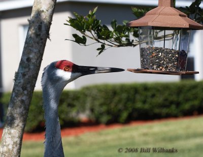 SHC Adult at the Feeder.jpg