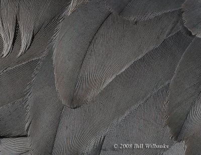 SHC Feather detail.jpg
