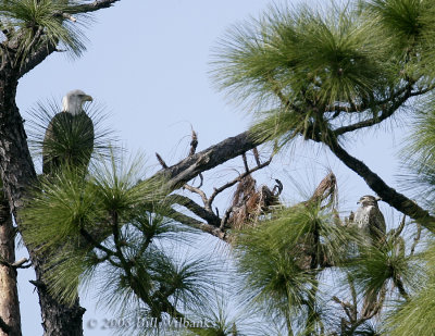 Eagle and Hawk 700mm.jpg
