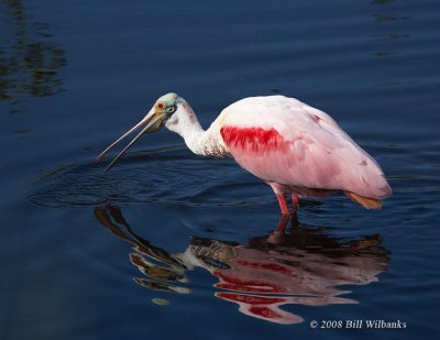 Rosette spoonbill Feeding 750.jpg