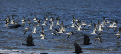 Skimmer Flyby900.jpg