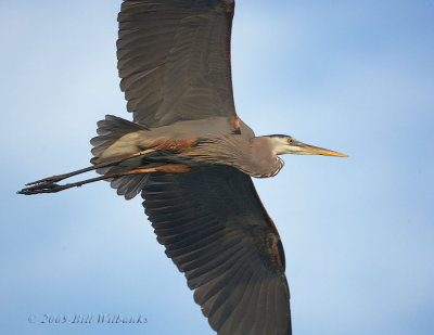 Great Blue Heron in Flight 01