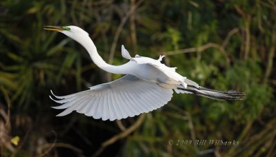 Great Egret in Flight 01