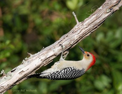 Red Bellied Woodpecker 01.jpg
