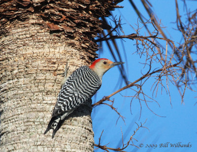 Red bellied Woodpecker 04.jpg