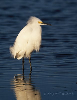 Snowy Egret 01.jpg
