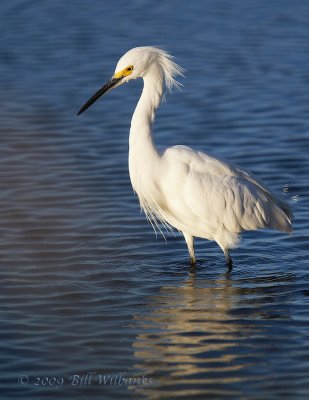 Snowy Egret 02.jpg