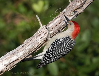 favorite_perching__birds