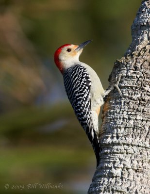 Red Bellied Woodpecker 02.jpg