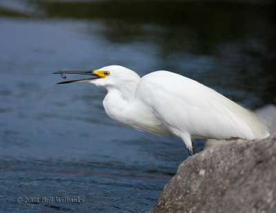 favorite_egrets
