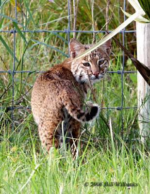 favorites_mammals