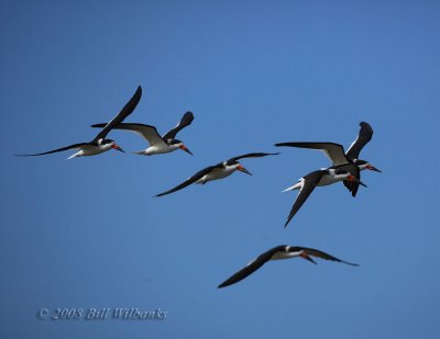 favorites_shorebirds
