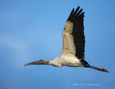 Wood Stork in Flight 01.jpg