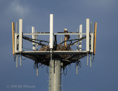 Urban Eagle