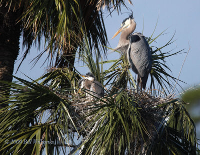 GBH and Chicks