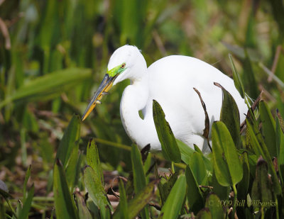 Great Egret with Fish 02.jpg