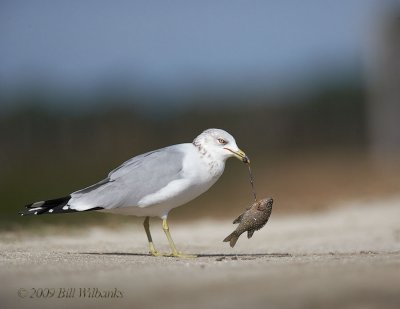 Gull With Fish.jpg