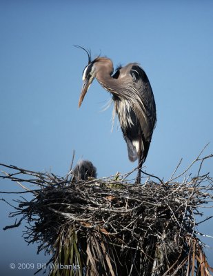 Blue Heron and Chick 02.jpg