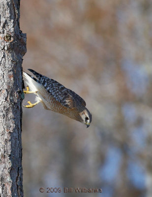 Hawk 02.jpg