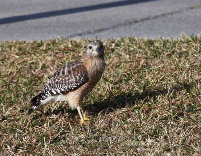 Hawk 04.jpg