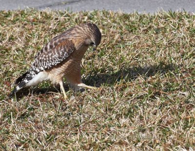 Hawk 05.jpg