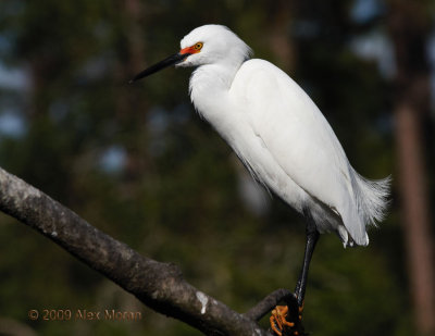 Alex Snowy Egret.jpg