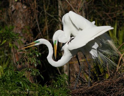 Patrick Egrets.jpg