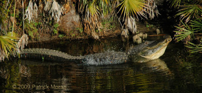 Patrick GatorDSC_0436.jpg