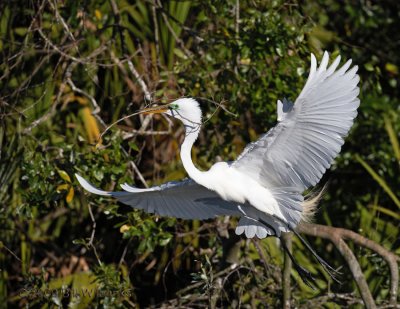 Great Egret Flight 01