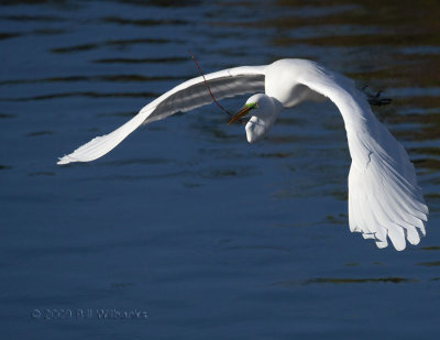 Great Egret Flight 02.jpg
