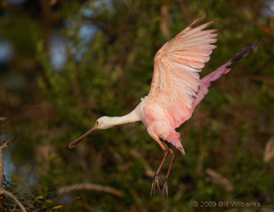 Spoonbill 01.jpg