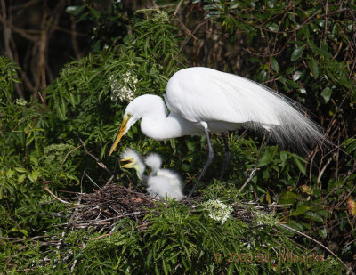 Great Egret With Chicks 01.jpg