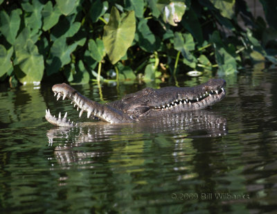 Crock Affection 02.jpg