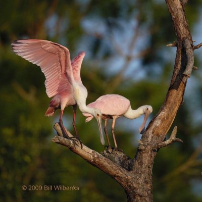Spoonbill 02750.jpg